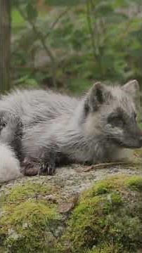 The Genius Behind Arctic Fox Survival #animals #adaptation #extreme