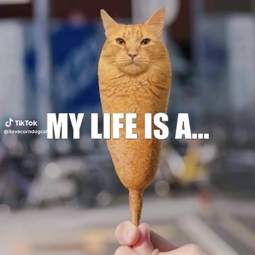 Introducing Cat to Dog: A Fun Animal Encounter