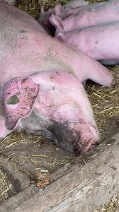 4.6K views · 144 reactions | L’HEURE DU REPAS POUR CES PETITS COCHONS ! Jolie portée pour cette truie filmée à La ferme de follon à Copponex (Haute Savoie-France) Images : Jean-noel Deparis | La Place du Village | Facebook