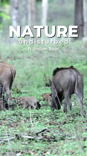 Wildlife Explorer India on Instagram: "Nature, undisturbed - featuring the Indian wild boar. A quiet forest moment, where patience meets presence. Shot in Pench National Park, this shy yet resilient animal moves silently through dense undergrowth, playing a vital role in shaping the forest ecosystem. Often misunderstood, the Indian wild boar is a true survivor of the wild. Follow for more wild moments from India. Ready for the wild? Book your safari with @wildlifeexplorerindia Captured on Canon 