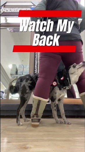 Psychiatric Service Dog Tasks #servicedogtrainer