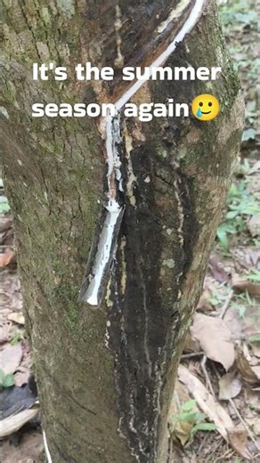 Tough Season for Rubber Farmers | Traditional Latex Tapping #shots #rubber