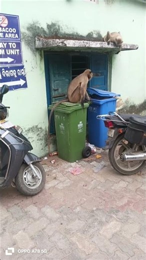 Monkey eating#FOOD FOR MONKEY#MONKEYS FOOD#viral