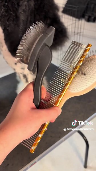 Show poodle weekly maintenance! #poodle #showdog #dogowner #doggrooming #dogtok