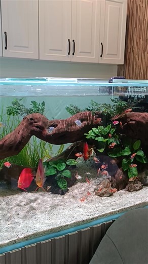 Who wants to have a planted tank discus tank? Aquair project in Jakarta Indonesia 🇮🇩 #plantedaquarium #aquarium #aquascaping #indonesia #jakarta #paludarium #gardening #interiordesign #aquascape #garden | Aqua Infinity Design - AID