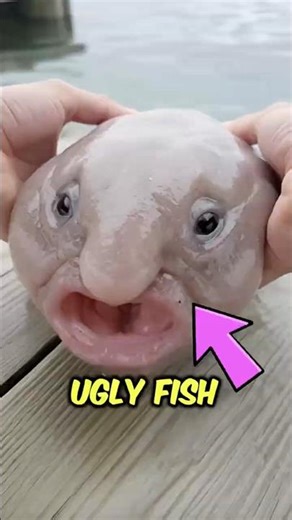 This Fish Looks Melted Out of Water… But Here’s the Truth