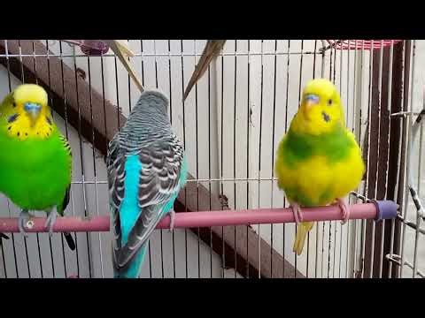 Australian beautiful bird's sounds