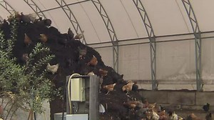 Chickens turn compost back into food