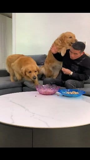 1.9M views · 13K reactions | Old man Han raises his hand to hit Maomao, don't you have to get rid of藍藍 | Norn Ava | Facebook