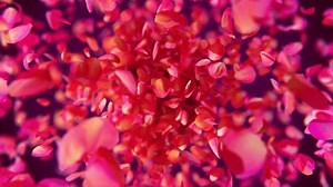 Dynamically Exploding Beautiful Rose Petals 库存影片视频（100% 免版税）3453231193 | Shutterstock