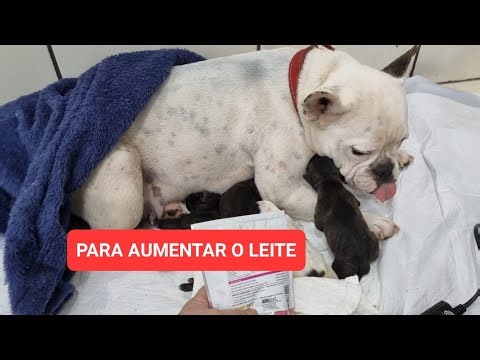 SUPPLEMENT TO PRODUCE MORE MILK