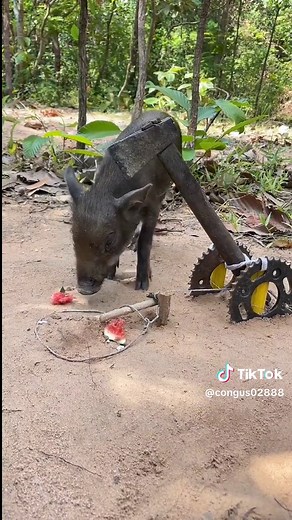 creative wild pig trap using Ax & Bicycle #amazingtrap #wildanimal #wildboartrap