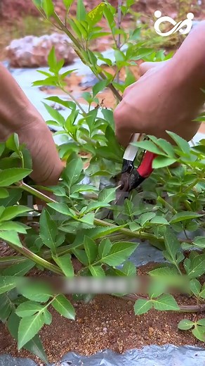 Thứ Tưởng Chừng Vô Giá Trị Lại Là Thần Dược Nơi Thôn Quê #reels2025 #review #FREE #fpyシ #trendingreelsvideo #viralreelsfb #reelsfypシ #reelsvideo | Roung Damrei Coffee & Fresh Fruit