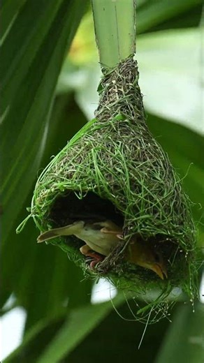 How Do Birds Build Homes Like This? #wildlife #nest