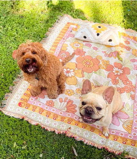 🍪 Biscuit the Frenchie (@biscuit_thefrenchie)’s video of dog