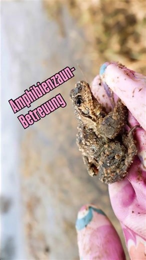 Amphibian migration: Working on the toad fence 🐸✨☀️