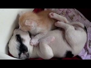 CNN Distraction: Watch kitten and puppy cuddling