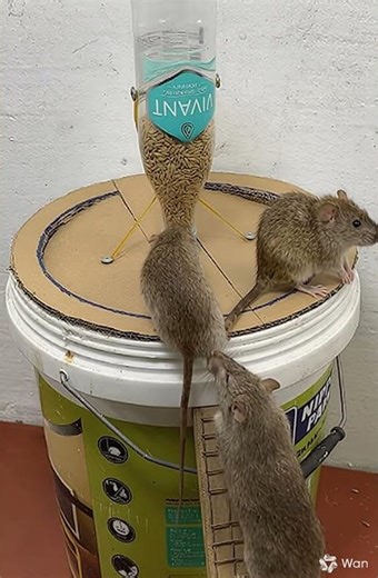 Urban Foragers Cinematic Rat Documentary in Miniature Ecosystem