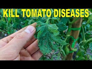 Eliminate Tomato Diseases Naturally With Hydrogen Peroxide And Copper