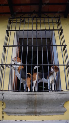 Pair Of Beagles Barking From The Window Enclosed With Metal Bars In Antigua, Guatemala. - vertical shot