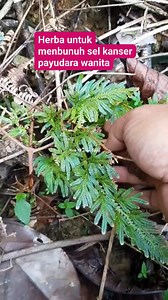 2.1M views · 32K reactions | Ramai yang tidak tahu apa sebenarnya kegunaan pokok ini #KanserPayudara #ReelEdukasi @sorotan #Followers | Linus Eging | Facebook