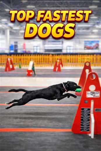 Slow to High Speed Dogs Compilation Video #dogloversoftiktok #dogs #dogracerchallenge #doglife #dogsoftiktok