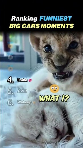 Ranking FUNNIEST BIG CAT MOMENTS Core Moments!! 🦁😂
