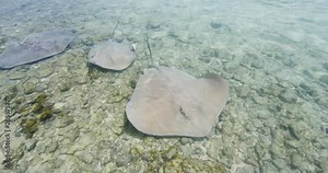 Stingrays - video of Stingray wildlife in nature in French Polynesia, Bora, Bora, Tahiti. Stringray are often seen on snorkeling and diving tours.