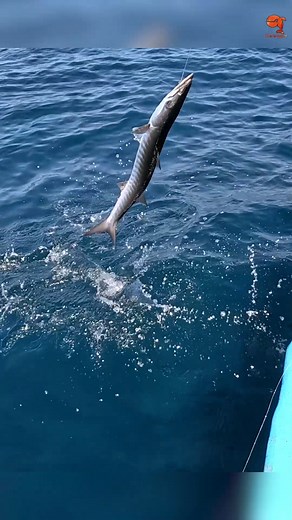 73K views · 466 reactions | Barracuda Fishing Adventure Squid Bait Success #fblifestyle #fishing #fishingvideos | Neerulagam | Facebook