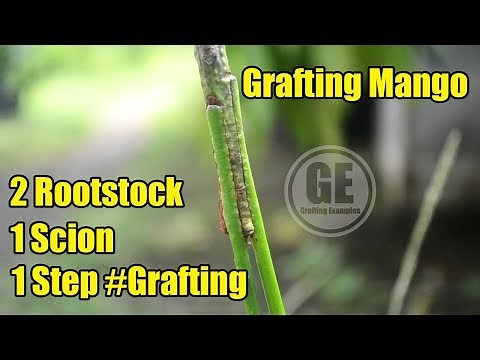Grafting Mango: 2 Rootstock 1 Scion In One Step Grafting Technique