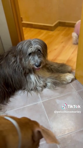Si me preguntais que es la dependencia emocional os hablaré de este vídeo🌸Zoe depende de Marley hasta para jugar, es su tata mayor, su referente. Su apoyo…. Cuando la llevo por la calle solo sin Marley no es la misma…#doglovers #parati #FamiliaMultiespecie #dogmomlife #dogsoftiktok