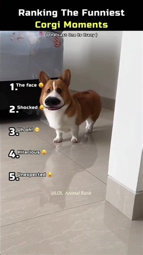 Ranking The Funniest Corgi Moments 😂🐶🤣 | #shorts