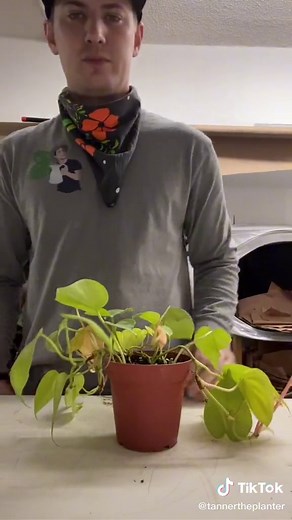 LECA Pot Setup: Plant Tips for Beginners