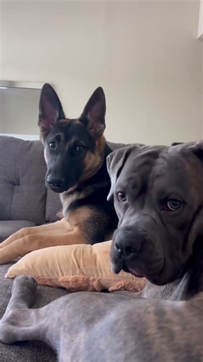 Funny Dogs Caught Doing Silly Things on Camera #funnydogs #cutedogs #puppies #doglover