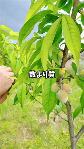 嵐が来そうな雰囲気の中、桃を粛々と摘果