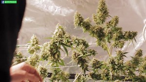 Lollipopping Cannabis Plants to Increase Yields [How to Defoliate Properly]