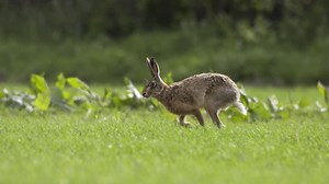 Hare Running in Slow Motion | Free Stock Video Footage