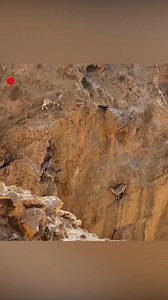 A herd of Siberian ibex was captured gracefully sprinting across steep cliffs in northwest China's Gansu Province, showcasing their remarkable agility and balance. Often referred to as the "Dancers on the cliffs," these majestic creatures embody both strength and elegance as they traverse the precarious heights with ease. #ChinainSeconds #ChorusofLife For more: https://english.cctv.com/ | CCTV