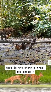 77K views · 321 reactions | Did you know sloths can actually move quite fast 殮 #SlothFacts #AnimalBehavior #NatureTrivia #WildlifeFacts | Tvpchapadinha | Facebook