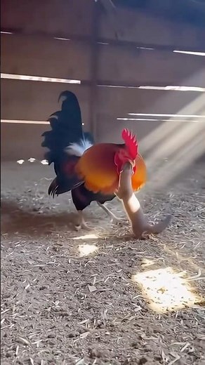 🐓Rooster vs Weasel! A Fierce Battle Inside the Coop! #rooster #wease #chicken #wildlife