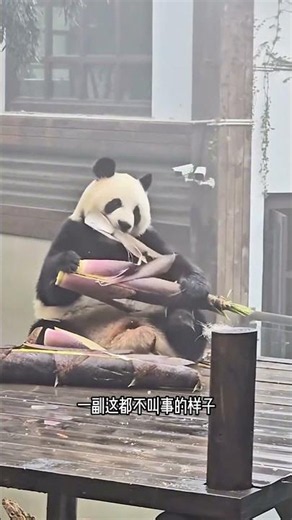 Why do giant pandas like to get wet in the rain? #GiantPanda #AnimalScience