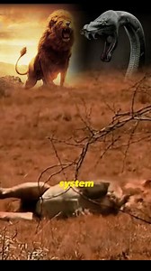 The Lion King was bitten by a black mamba snake will he be able to survive?. | Synopsis of Life