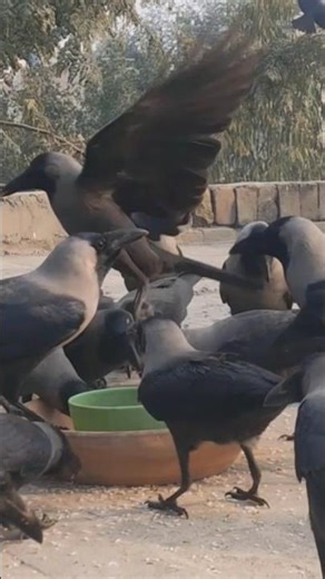 Crows Birds Unity Anger & Sounds 🥺😲🐦 #shorts