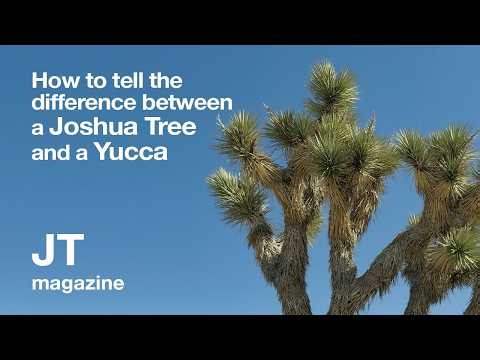 How to tell the difference between a Joshua Tree and a Yucca