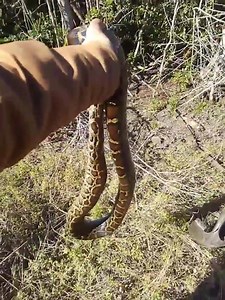 Python Cowboy Hunts on Reels | Facebook