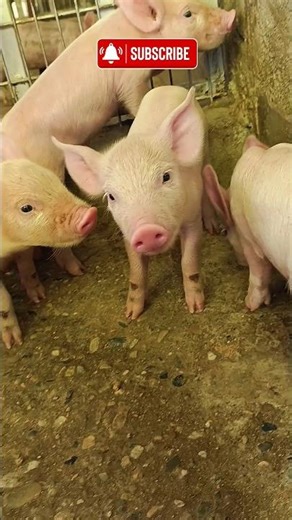 Piglet Tail Docking Ka Sahi Tarika | #everyone #pigfeed #animalfacts