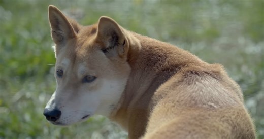 Watch what happens when dingoes protect territory from rivals