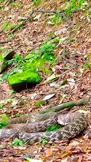 7.8M views · 10K reactions | Wonderful birds ❤️ beautiful birds sound Full HD 4K #bird #birds #nature #wildlife #birdphotography #naturephotography #photography #birdwatching #wildlifephotography #animals #birding #birdlovers #ig #reels #facebookreels #fyp #fypシ #fypシ゚ #fypシ゚ #viral #FacebookReelsContest #facebookreelschallenge #birds #birdsofinstagram #birdstagram #birds_capturesout_birds #birds_adored #bestbirdshots #love | Ella | Facebook