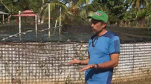 Limpiar el agua y servir de alimento para los peces son las dos principales funciones del biofloc, un sistema que consiste en agregar al agua de los estanques una serie de ingredientes que propician el crecimiento de diferentes organismos. Veamos a continuación cómo preparar los estanques con esta tecnología. | La Finca de Hoy