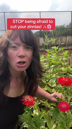 ✂️ If you want your zinnias to keep coming… you have to CUT them! 🌸 I know it feels wrong to cut all those beautiful blooms, but zinnias are cut-and-come-again flowers. The more you harvest, the more the plant is encouraged to produce new stems and flowers. Don’t wait until the flowers are past their prime. Keep cutting, keep harvesting, and keep those zinnias blooming! 🌸🌸🌸 And trust me… you’ll have MORE flowers than you know what to do with! 😂 #CutFlowerGarden #Zinnias #CutAndComeAgain #Fl